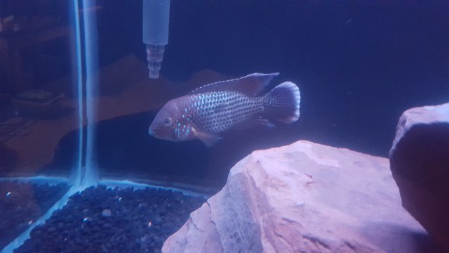 20181201_204115.jpg