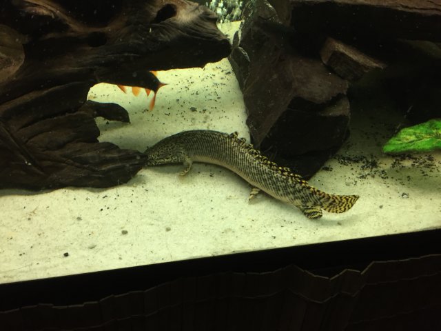 2E5D7286-686C-41D7-BFFF-9EA27DA895CB.jpeg 2E5D7286-686C-41D7-BFFF-9EA27DA895CB.jpeg