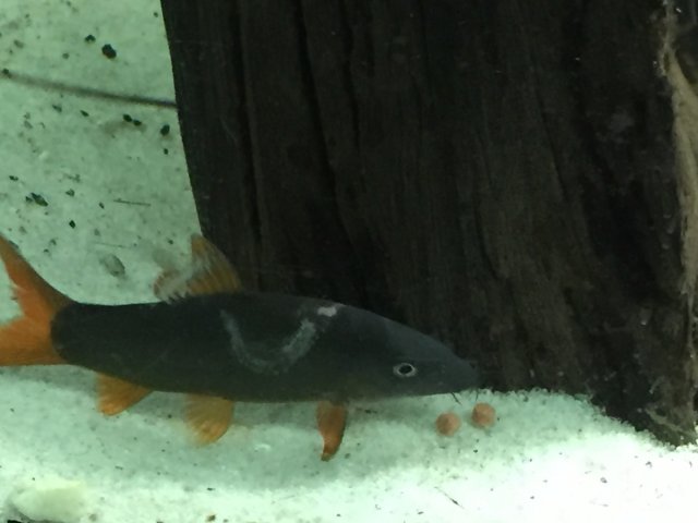 7964F0EA-6312-45D4-8D45-61E7E371DB89.jpeg 7964F0EA-6312-45D4-8D45-61E7E371DB89.jpeg