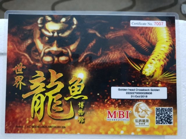 World of Dragon MBI BA GHXB Certificate sm.jpg