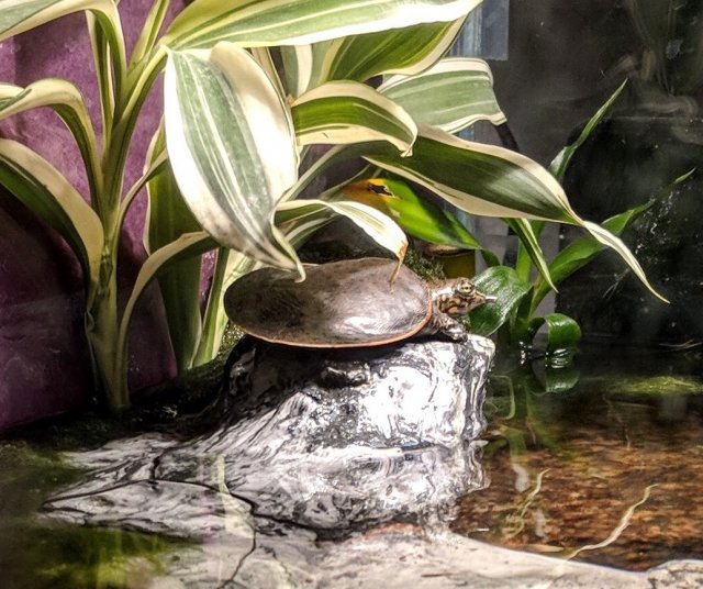 CE4ED64C-D562-44ED-9CC3-AD532F9021AE.jpeg CE4ED64C-D562-44ED-9CC3-AD532F9021AE.jpeg