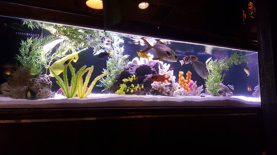 exotic-fish-tank.jpg