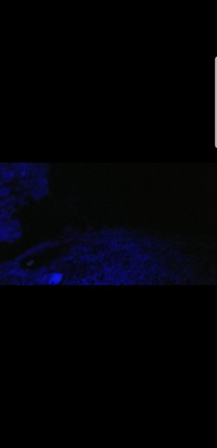 Screenshot_20181207-130816_Video Player.jpg Screenshot_20181207-130816_Video Player.jpg