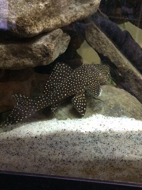 IMG_1444.JPG fuzzy l029.jpg