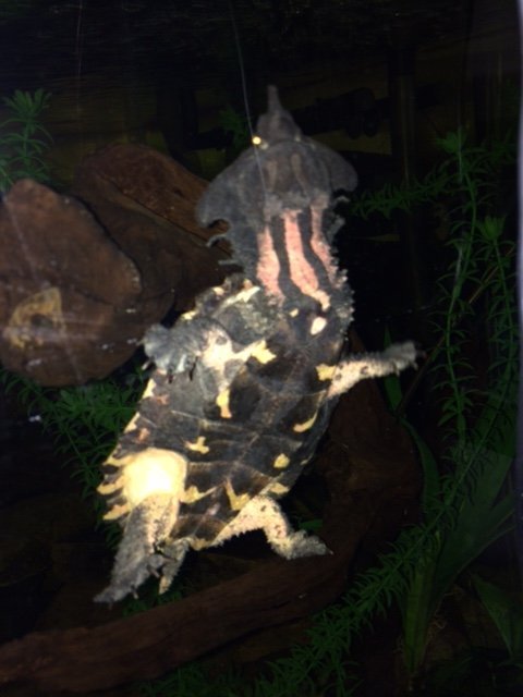 IMG_1439.JPG NIGHT MATA.jpg