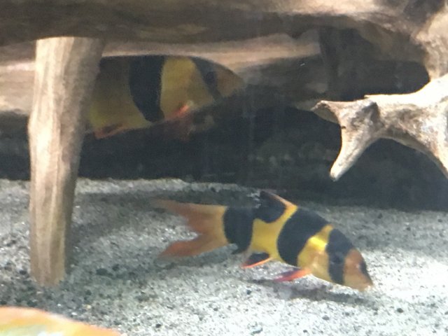 loach1.JPG