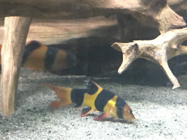 loach2.JPG loach2.JPG