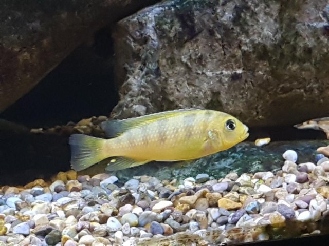 cichlid5.jpg