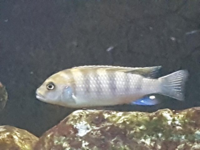 cichlid2.jpg