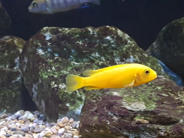cichlid3.jpg