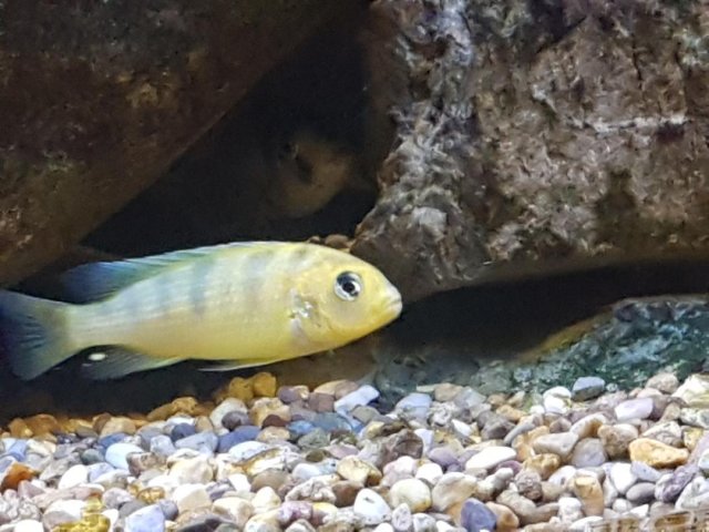 cichlid4.jpg