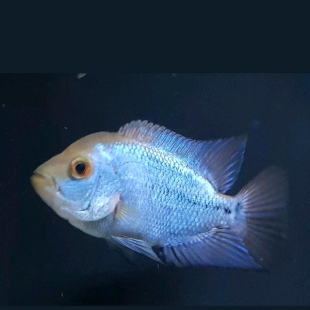 Flowerhorn2.jpg