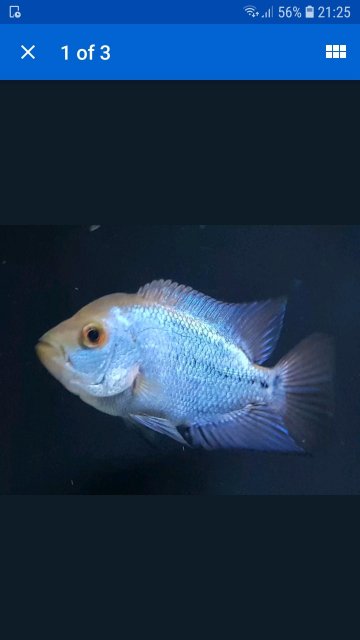 Flowerhorn3.jpg