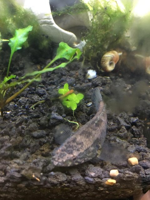 Goby 1.jpg Goby 1.jpg
