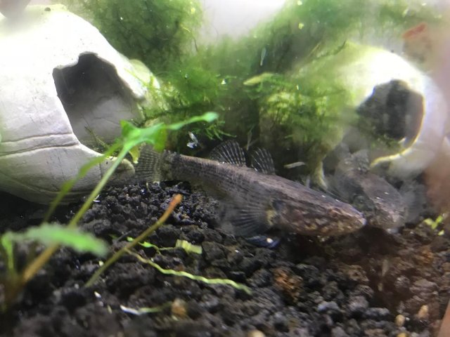 Goby 2.jpg Goby 2.jpg