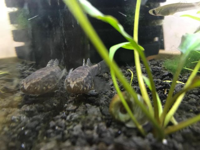 Goby 3.jpg Goby 3.jpg