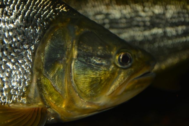 DSC_1078.jpg
