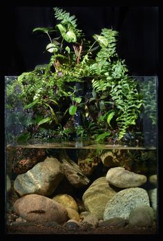 0286f74e2fe758224ea727a41df299d6--aquarium-design-aquarium-ideas.jpg