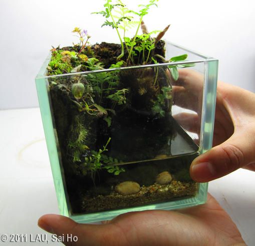 d834275d7d2514cf668f3827577ae7eb--mini-aquarium-aquarium-terrarium.jpg