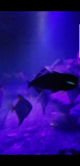 Screenshot_20181211-210124_Video Player.jpg