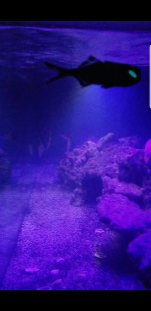 Screenshot_20181211-205621_Video Player.jpg