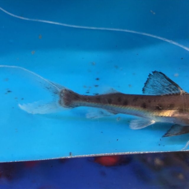 exoticfishshop.com-brachyplatystoma-filamentosum-catfish-3.jpg exoticfishshop.com-brachyplatystoma-filamentosum-catfish-3.jpg