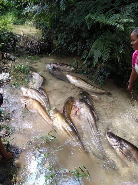 FB_IMG_1541589128720.jpg FB_IMG_1541589128720.jpg