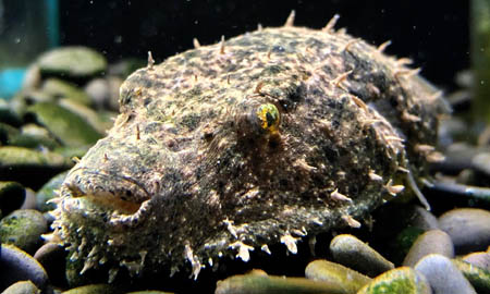 Hairy Puffer.jpg