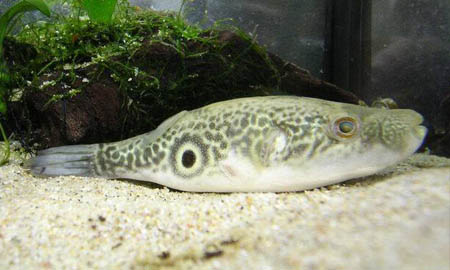 Fangs Puffer.jpg