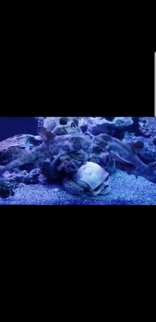 Screenshot_20181206-143144_Video Player.jpg
