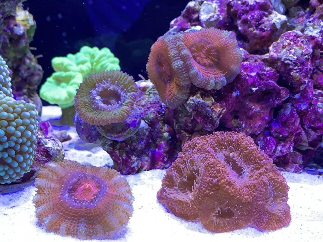 acans12-12.jpg