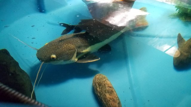 20180908_194926.jpg 20180908_194926.jpg