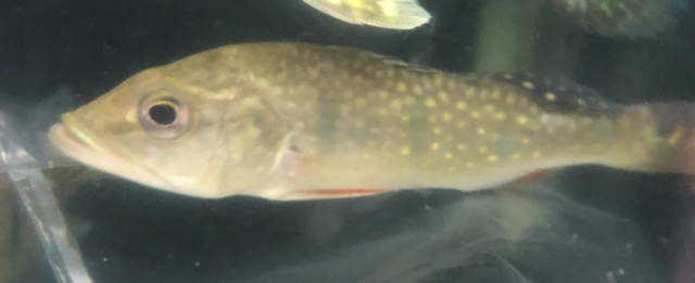 Screen Shot 2018-12-17 at 8.41.41 AM.png