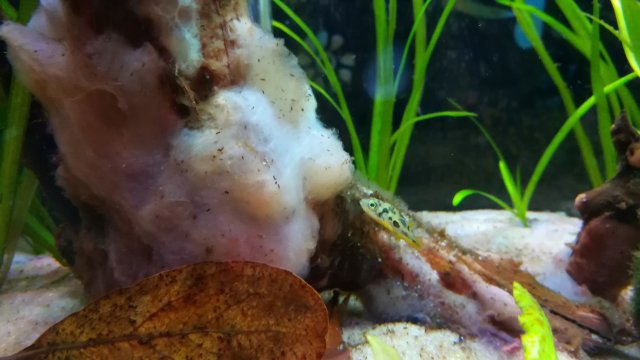 puffer2.jpg puffer2.jpg