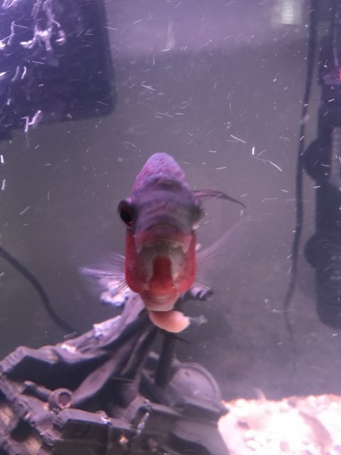 E945EC96-3C70-41EC-BE95-5019980001AF.jpeg E945EC96-3C70-41EC-BE95-5019980001AF.jpeg