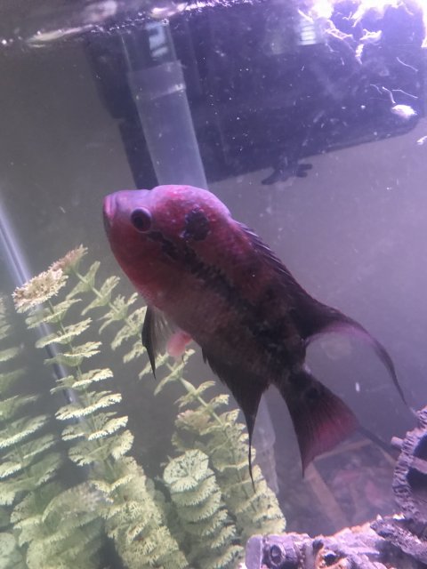 BCB2914F-5DD0-4C73-9DB4-476316FB34E3.jpeg BCB2914F-5DD0-4C73-9DB4-476316FB34E3.jpeg