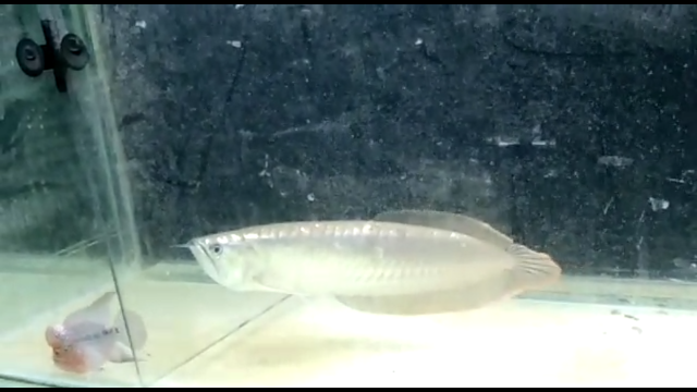 Screenshot_2018-12-18-11-08-38-153_com.whatsapp.png Screenshot_2018-12-18-11-08-38-153_com.whatsapp.png