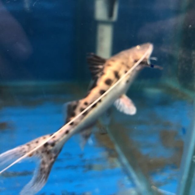 exoticfishshop.com-piraiba-catfish-02.jpg exoticfishshop.com-piraiba-catfish-02.jpg