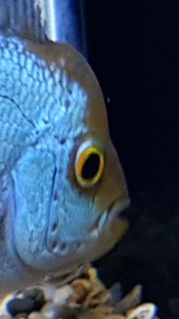 Screenshot_20181225-224818_Gallery.jpg