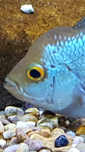 Screenshot_20181225-225148_Gallery.jpg