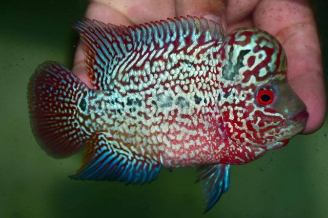 4_4.5_inches_b.jpg 4_4.5_inches_b.jpg