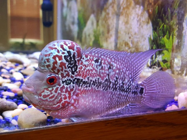 IMG-20181211-WA0010.jpg IMG-20181211-WA0010.jpg