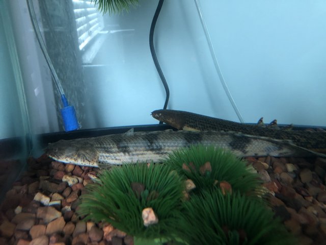 E64CA0F2-BAB4-497C-8E95-C1AB08092132.jpeg E64CA0F2-BAB4-497C-8E95-C1AB08092132.jpeg