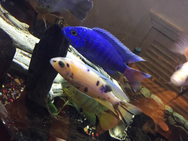 OBbluepeacock.jpg
