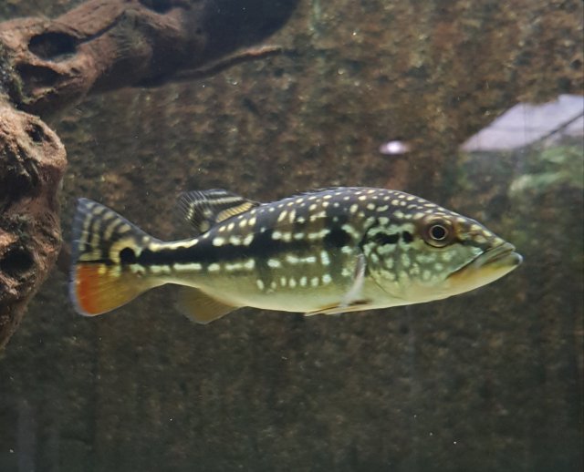 Cichla Azul Or Temensis Monsterfishkeepers Com