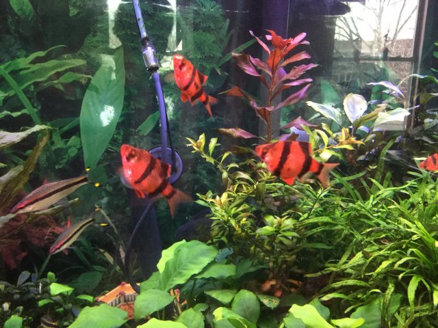 glofish are not just