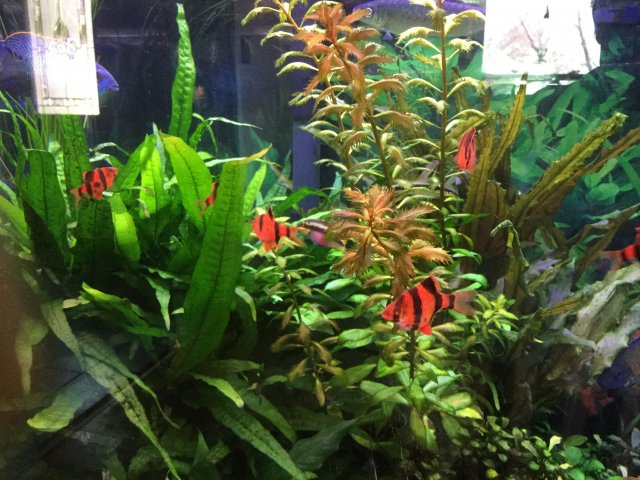 2AC86344-A63A-4435-B84B-4A2AC12A7316.jpeg 2AC86344-A63A-4435-B84B-4A2AC12A7316.jpeg