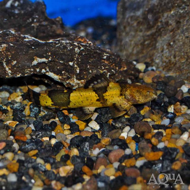 Giant-Bumblebee-Catfish.jpg