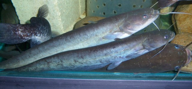 Silurus, amur catfish.JPG