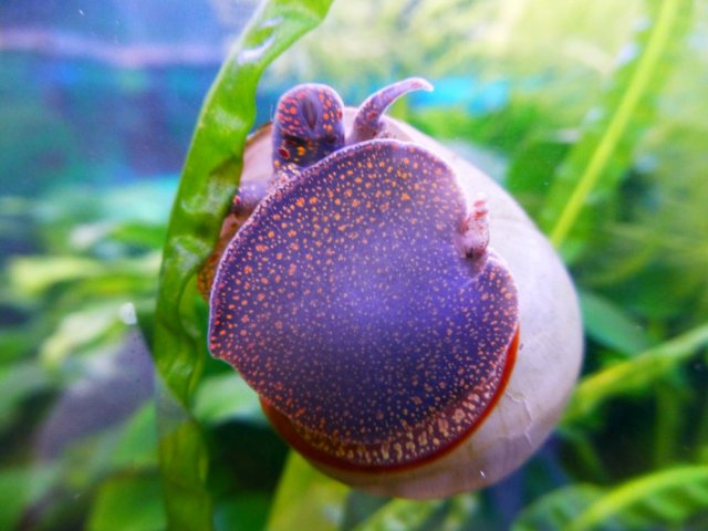 Notopala1.thumb.JPG.9eaeb20f50b2bc1c5cff31d9f88227f0.JPG